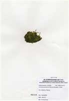 藏品(指枝藻)的圖片